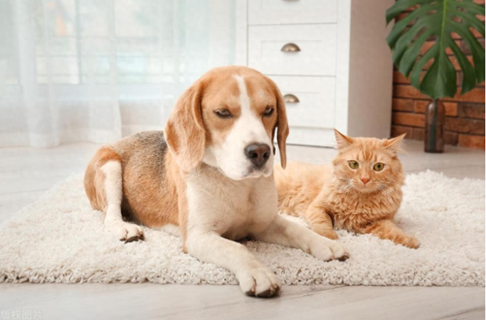 犬猫肠胃炎都有什么症状？犬猫急性胃炎的病因具体如下
