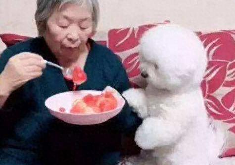 比熊犬可以吃和不可以吃的几种水果，不知道你都喂对了吗？