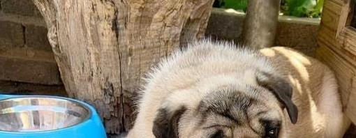 巴哥犬养护大揭秘：5件看似贴心实则踩雷的“智商税”