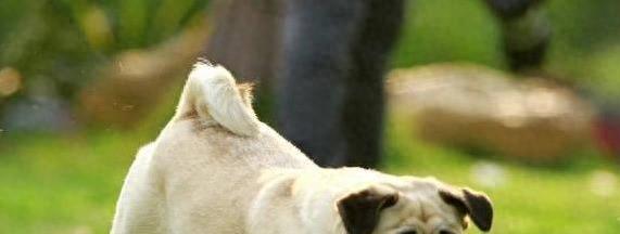 巴哥犬挑食急得你抓耳挠腮？别急，聊聊巴哥犬挑食的那些事儿