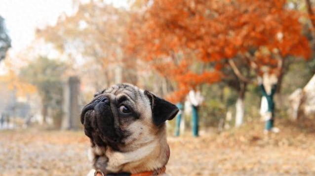 巴哥犬：源自中国火遍全球？聊聊这只“皱巴脸”小狗的那些事儿