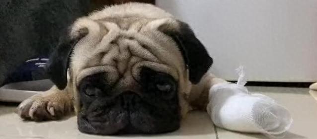 巴哥犬拉稀咋处理？3步揪元凶，一招稳止泻！