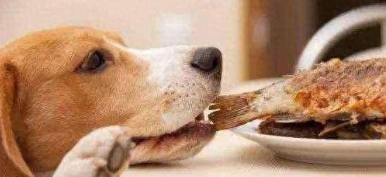 狗狗贪吃怎么办？那主人们要掌握这5种技巧