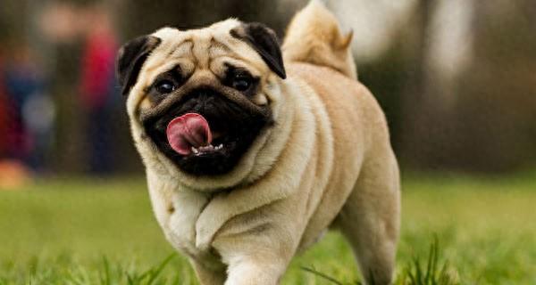 巴哥犬要怎么喂养？巴哥犬适合什么时候运动？