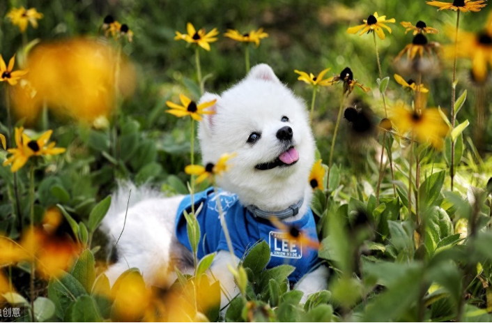博美犬能不能喝酸奶？博美犬喝酸奶会引起腹泻吗？