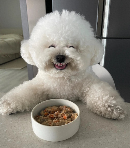 比熊狗粮哪种好？有哪些性价比高的狗粮值得推荐？