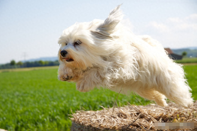 比熊犬不爱吃饭怎么办？四个月的比熊怎么喂养？