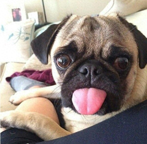 饲养过巴哥犬的人都知道其体味重，为什么还那么受欢迎？