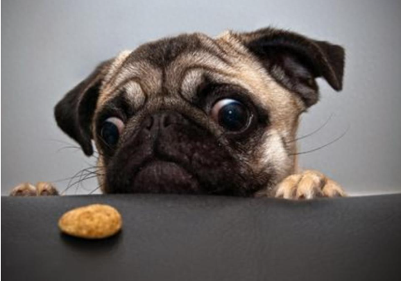 巴哥犬好不好？适合在家里饲养吗？巴哥犬的优缺点都是什么？