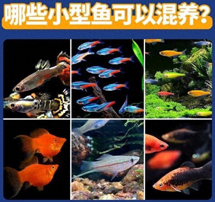 零翻车混养指南！5种最适合混养的观赏鱼，省钱省心！