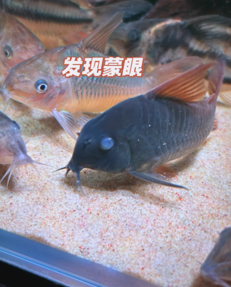 鱼蒙眼急救指南：快速治疗+预防全攻略