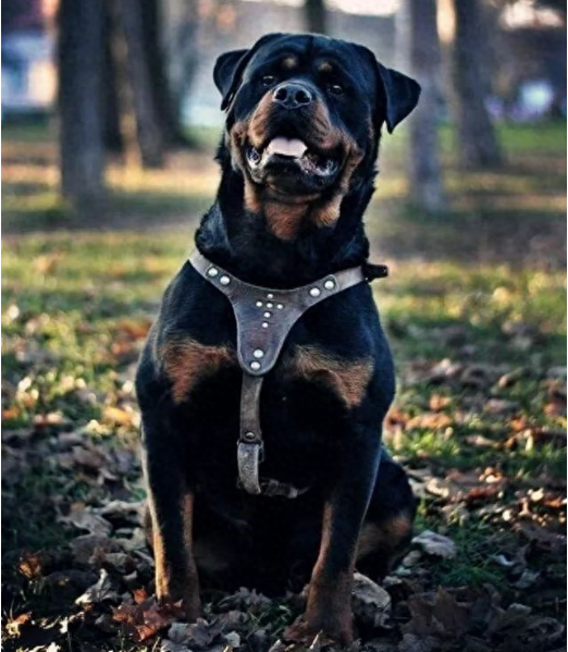 罗威纳犬是第一防暴犬？罗威纳犬：世界上公认的第一防暴犬
