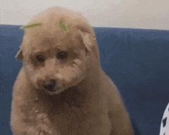 为什么狗狗害怕鞭炮声？担心狗狗怕鞭炮声的你，不妨试试看！