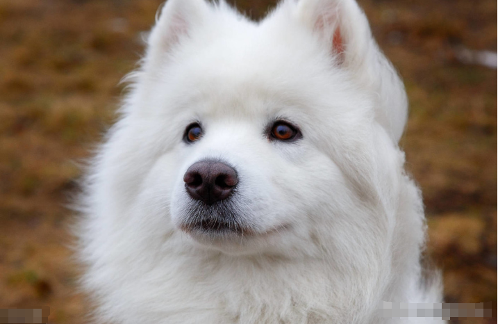 什么是犬脓皮症？导致狗狗患脓皮症的因素有哪些？