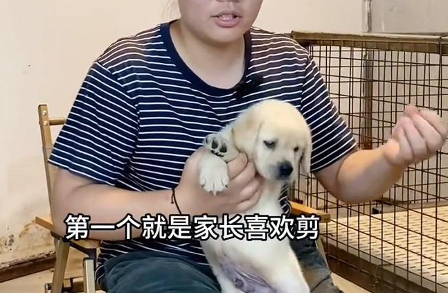 狗狗的导尿毛需要剪吗？狗狗导尿毛的两种处理选择