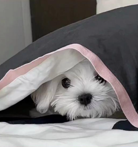 狗狗一见你就躲？如何与狗狗建立信任？