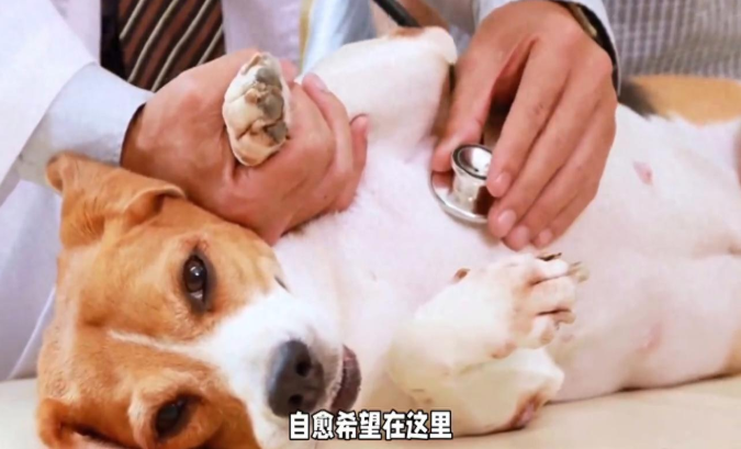 狗狗胃炎自愈大揭秘：宠主必备手册