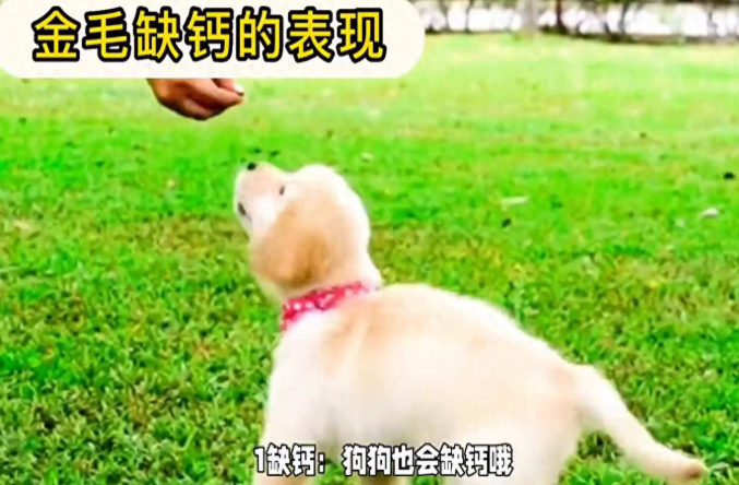 狗狗腿软怎么办？狗狗腿软的原因你了解吗？