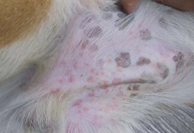 狗狗身上有小红点了怎么办？是什么原因？