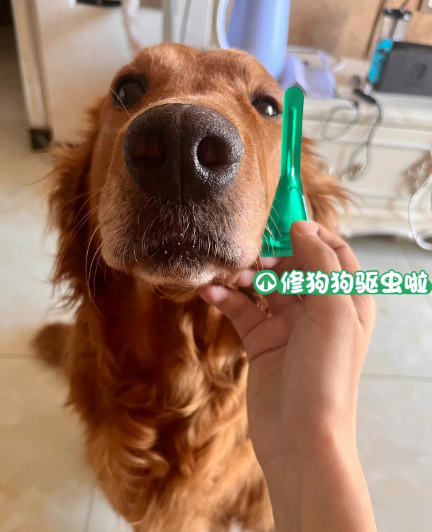 狗狗什么时候该吃驱虫药？狗狗驱虫黄金时间表
