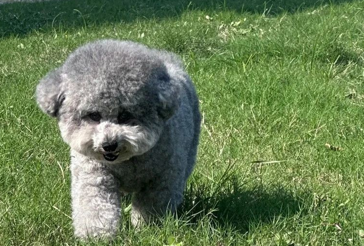 灰色泰迪犬凭啥身价翻倍？5大隐藏真相一次曝光！