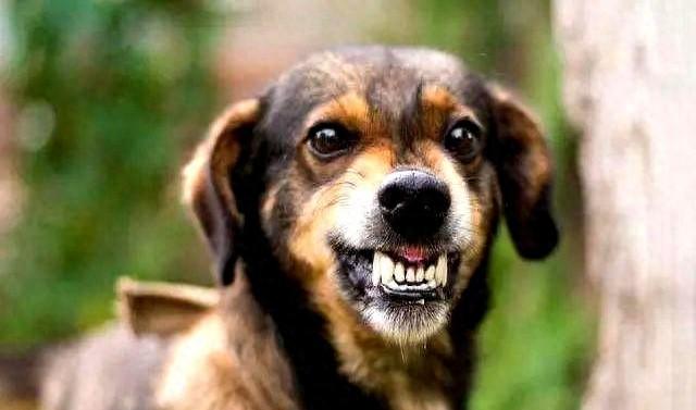 紧急预警！狗狗出现这5种表现是狂犬病的征兆，一定要远离！