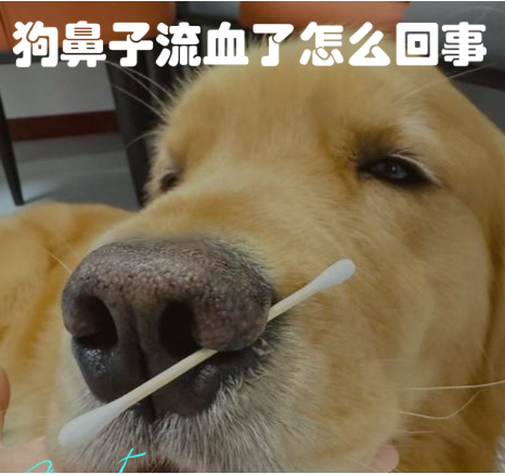 狗狗为什么流鼻血？狗狗流鼻血的治疗方法
