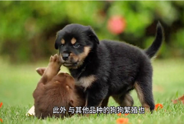 狗狗舌头变黑警报：是癌变还是吃坏了？真相大曝光！