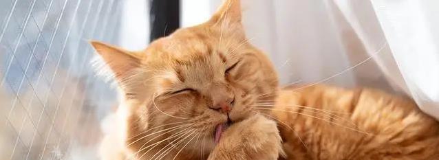 猫咪穿衣看似保暖，却暗藏健康风险？你还敢给它穿吗？