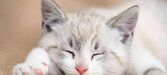 哪些坏习惯让猫咪容易生病？看看你是不是也踩了雷