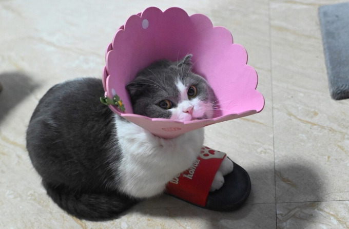 什么是猫癣？猫癣到底是怎么得的？能不能根治？