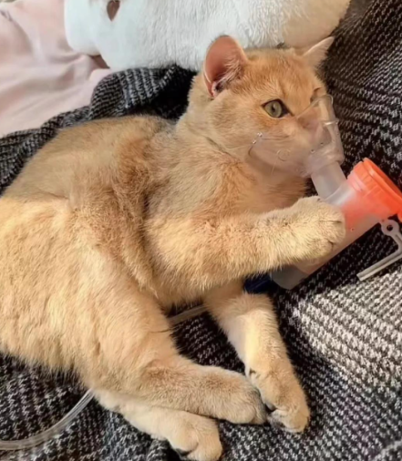 弓形虫真的那么可怕吗？如何才能确诊猫咪感染了弓形虫？