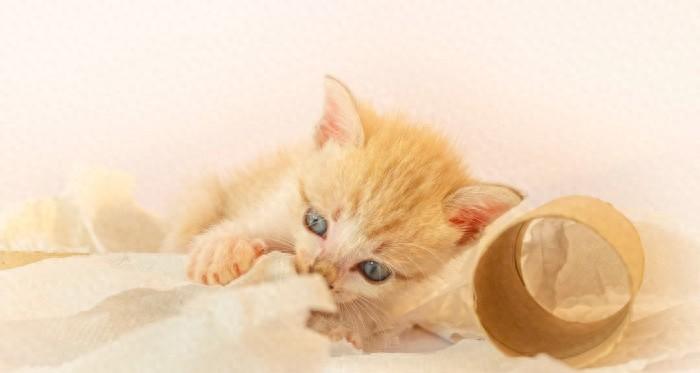 猫咪为何痴迷于纸巾？如何巧妙防止猫咪玩纸巾？