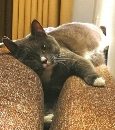 为什么猫咪会在睡觉的时候抽搐？猫咪睡觉抽搐是在做梦吗？