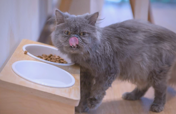 猫咪挑食到只吃猫粮？你知道猫咪如此挑食的原因吗？
