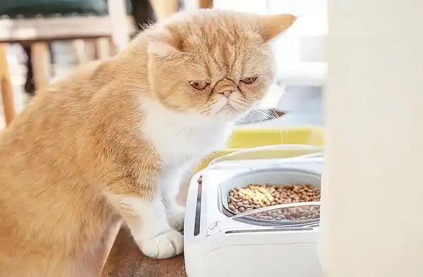 猫咪不爱吃湿粮怎么办？猫咪干湿粮选择的理论大战