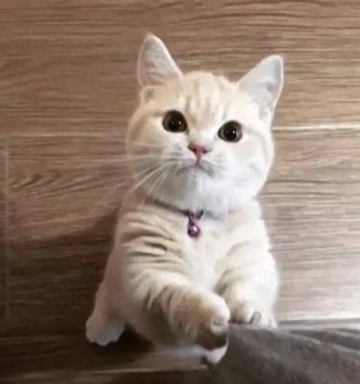 猫咪“脱毛季”到底多难熬？如何帮助猫咪护理猫毛？