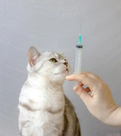 猫需要注射什么疫苗？什么时间接种疫苗？有哪些类型的疫苗？