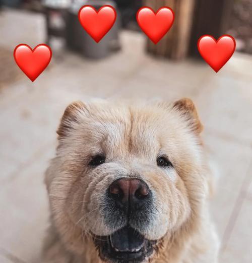 松狮犬吃骨头的好处与注意事项（探究松狮犬食用骨头的益处，帮你正确喂养你的爱宠）