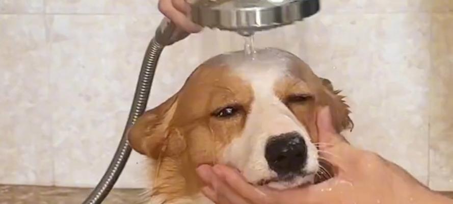 如何给你的柯基犬洗澡？（有效而安全的方法让你的宠物在洗澡时感到舒适与放松）