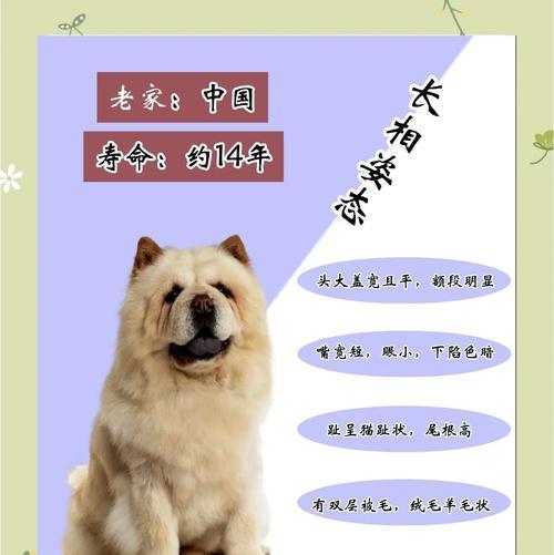 四种松狮犬不能吃的水果（宠物主人必看！四种水果可能危及松狮犬的健康）