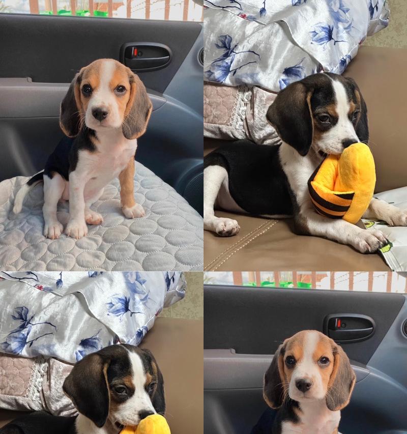 如何训练你的比格犬成为一只听话的宠物（养比格犬需要注意的训练技巧与要点）