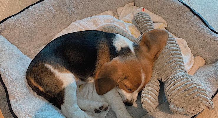 探讨比格犬的养护特点（从饮食、锻炼、心理健康等方面详解比格犬的养护方法）