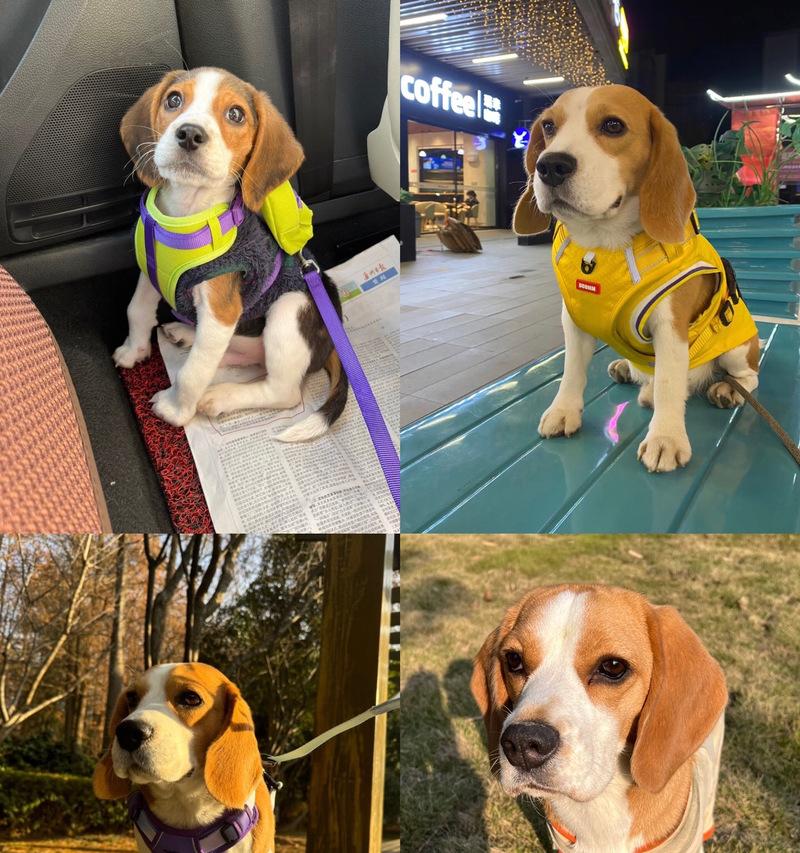 2个月大比格犬的饮食指南（营养均衡，健康成长）