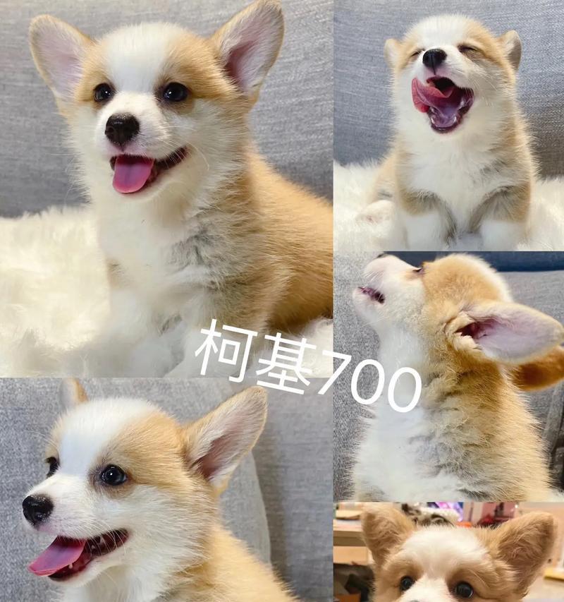 以柯基犬出生时的注意事项（确保柯基犬健康成长的必要措施）