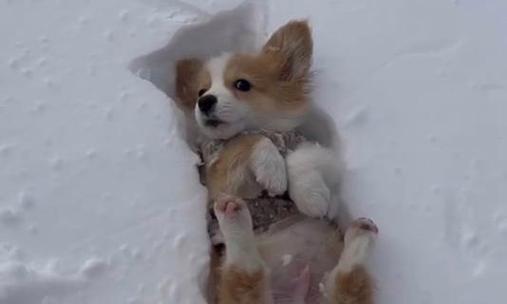 怎么帮助你的柯基犬克服感冒？（以宠物为主，助力柯基犬回复健康）