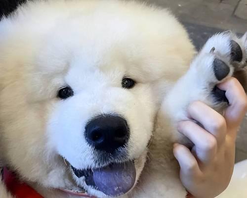 松狮犬的营养需求与犬粮选择(以宠物为主,关注松狮犬的健康)