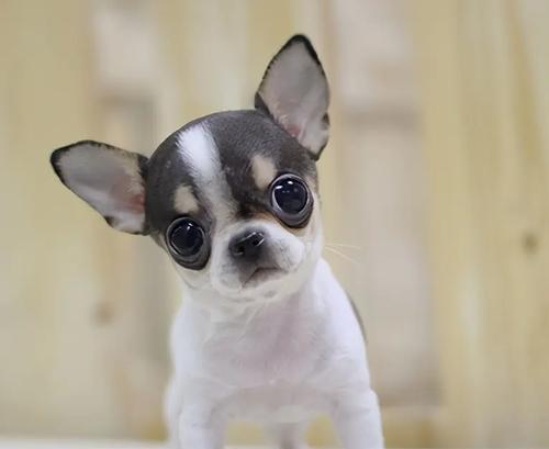 吉娃娃低血糖怎么办？（为爱宠做出正确的应对方法，让吉娃娃快乐健康！）