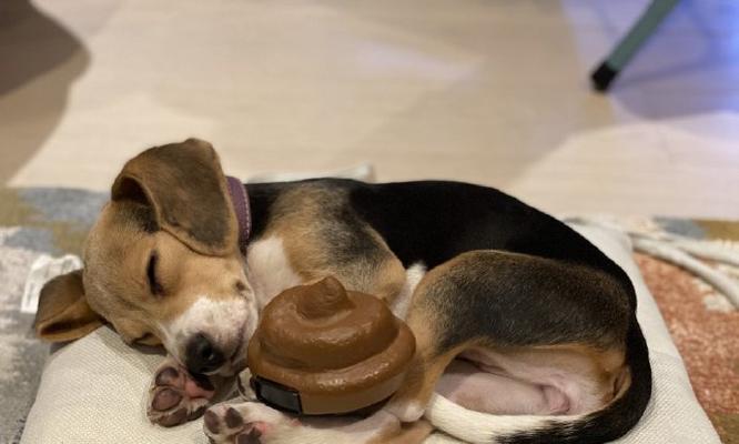 比格犬便秘如何处理（教你几招让比格犬快速拉出便便）