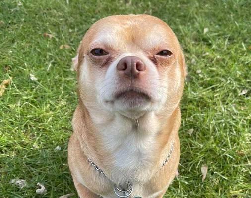 如何帮助宠物吉娃娃摆脱肠炎困扰（吉娃娃肠炎的症状和原因、预防措施、治疗方法、日常护理）